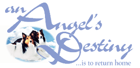 An Angel's Destiny... is to return home