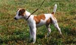 JackRussel Dog Breeding and Sales